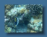 Helengeli 271